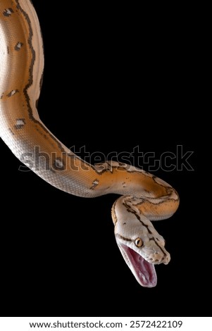 Tiger head albino python on a black background	
