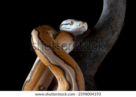 Tiger head albino python on a black background	