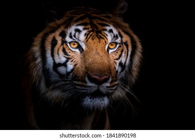 tiger head and eyes isolated on black background, closeup face