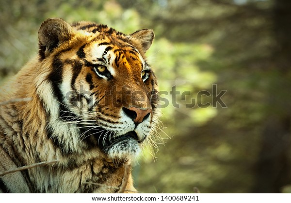 虎 虎の頭虎の顔 大きな猫 野生動物 アフリカ サファリ 野性 ウソ虎 の写真素材 今すぐ編集