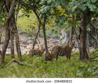 Tiger With Her Cubs In Forest Standing And Having Eye Contact 