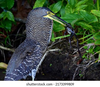 Tiger Heron With Prey , Frog, Having Difficulty Swallowing It