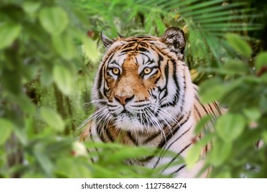 tiger hidden in the forest