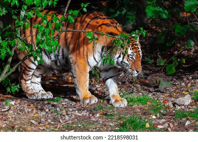 Tiger Hides In Nature . Wildlife Habitat Of Tiger