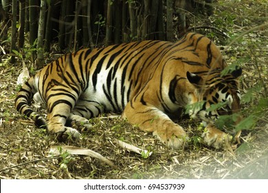 Tiger Hiding Face Stock Photo 694537939 | Shutterstock