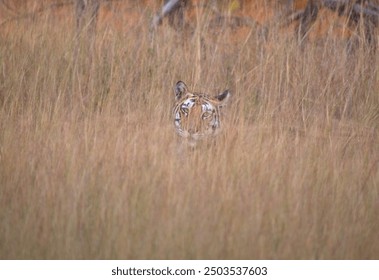 Tiger hiding in the tall grasses with use of selective focus on a particular part of the tiger, with rest of the tiger, the grass and background blurred. - Powered by Shutterstock