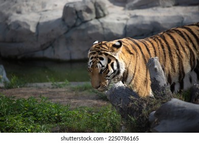 Tiger in his territory, zoo - Shutterstock ID 2250786165