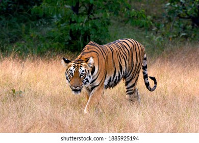 Tiger Hunting In Indian Reserve