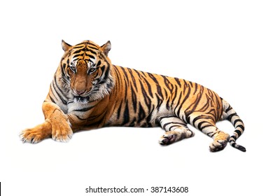 Tiger Isolated