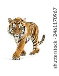 Tiger isolated on white background. Side view.