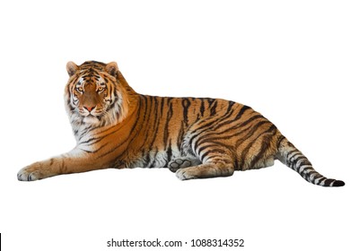 Tiger Isolated On White Background