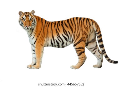 Tiger einzeln auf weißem Hintergrund.