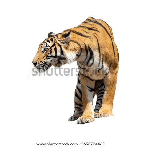 Tiger isolated on a white background