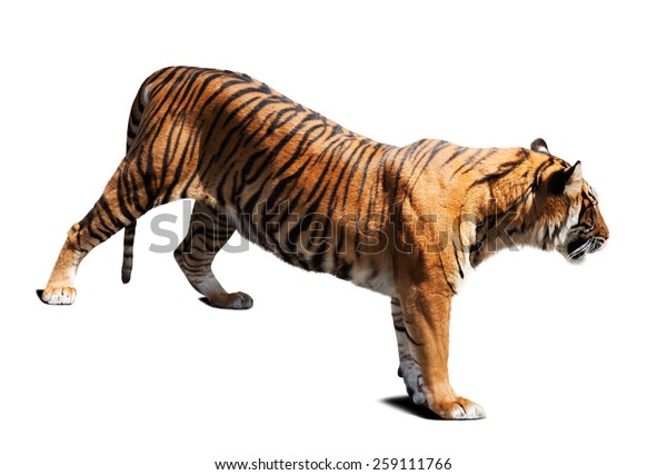 Tiger Isolated On White Background Shade Stock Photo (Edit Now) 259111766