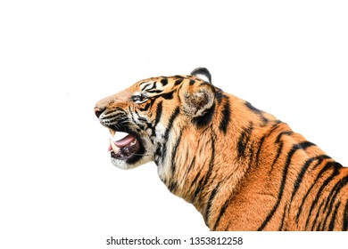 Tiger einzeln auf weißem Hintergrund, Foto unscharf.