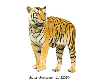 Tiger Isolated on white with clipping path
