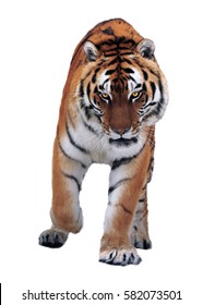 Tiger Isolated On White Running At Camera