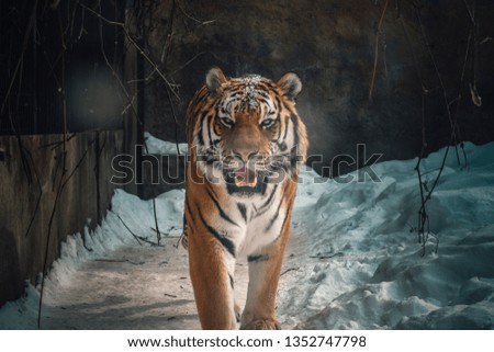 Similar – Image, Stock Photo Close up portrait of one young Siberian tiger in white snow