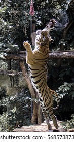 Tiger jump to eat chicken meat in the zoo