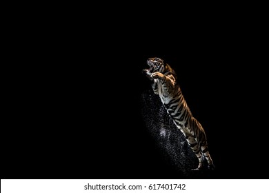 Tiger Jumping Eat Meat