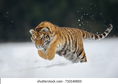 Tiger Jumping On Snow. Amur Tiger In  Wild Winter Nature. Danger Animal Action Wildlife Scene. Cold Winter In Tajga, Russia. Snowflake With Beautiful Siberian Tiger, Panthera Tigris Altaica