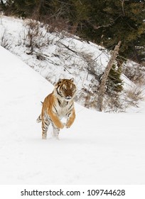 Tiger Jumping In Snow