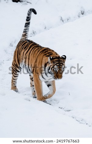 Similar – Female Amur (Siberian) tiger walking in fresh white snow