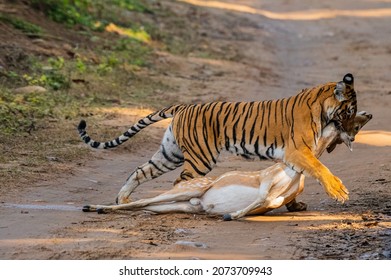 A tiger killing an antelope in the wilderness - Shutterstock ID 2073709943
