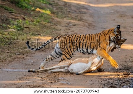 A tiger killing an antelope in the wilderness