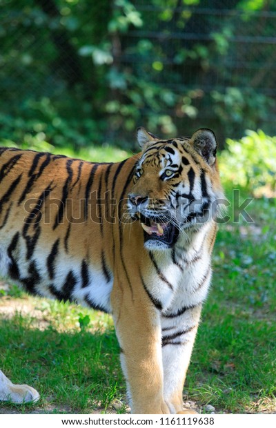 Tiger King Jungle Stock Image Download Now