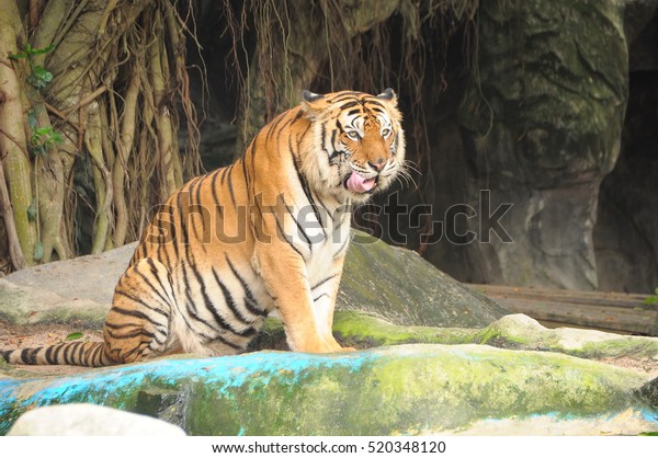 Tiger King Jungle Beautiful Tiger Sitting Stock Photo Edit Now