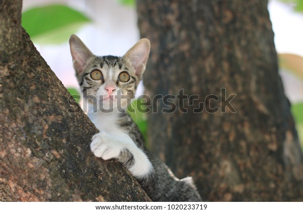 Tiger Kitty Cat Climb Tree Looking Stock Photo Edit Now 1020233719