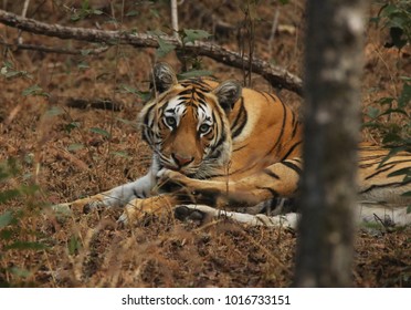 Tiger Largest Cat Species Stock Photo 1016733151 | Shutterstock