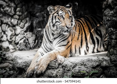 5,834 Tigers fighting Images, Stock Photos & Vectors | Shutterstock