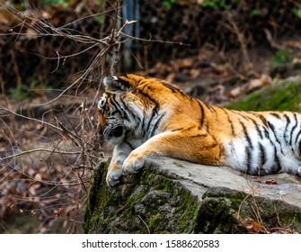 Tiger Laying Down Looking Down