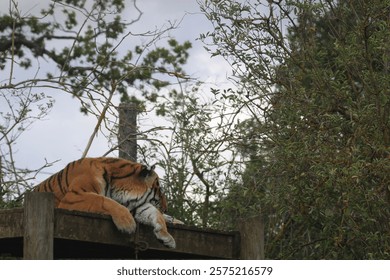 Tiger laying down on platform