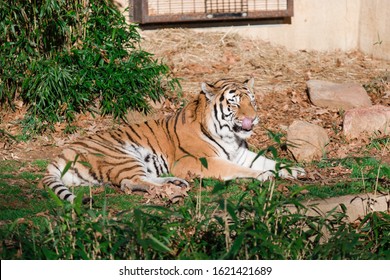 Tiger Laying Down In The Sun