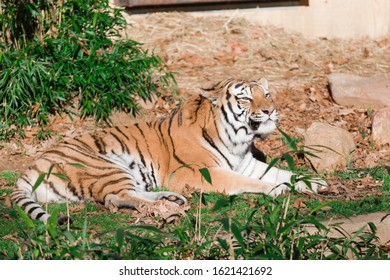 Tiger Laying Down In The Sun