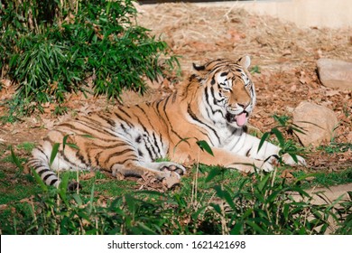 Tiger Laying Down In The Sun