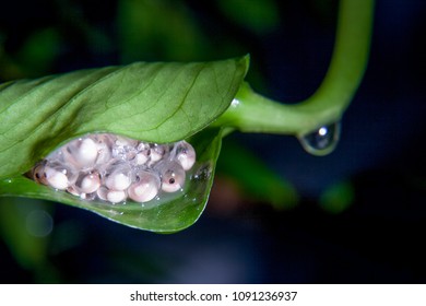 Tiger Leg Monkey Tree Frog Eggs