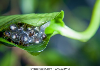 Tiger Leg Monkey Tree Frog Eggs