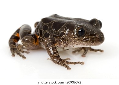 246 Tiger leg monkey tree frog Images, Stock Photos & Vectors ...
