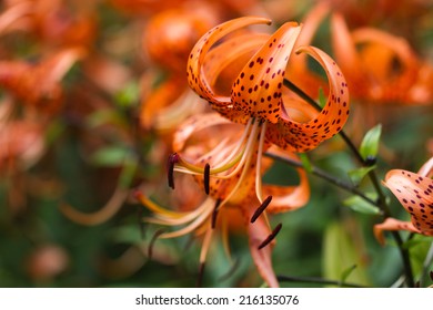 Tiger lilies in  garden. Lilium lancifolium (syn. L. tigrinum) is one of several species of orange lily flower to which the common name Tiger Lily is applied. Can be used as a wallpaper or background.