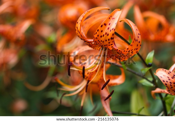 Tiger lilies in  garden. Lilium lancifolium\
(syn. L. tigrinum) is one of several species of orange lily flower\
to which the common name Tiger Lily is applied. Can be used as a\
wallpaper or background.
