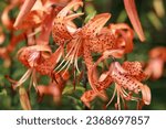 Tiger lilies in garden. Orange Tiger Lily flowers after rain on a blurred green background. Red lily. Floral background. Lilium lancifolium. Lilium tigrinum. Large drops of water after rain