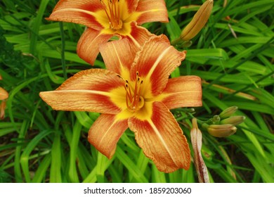 Tiger Lillies In Full Bloom