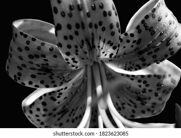 266 Tiger lily in pink on black Images, Stock Photos & Vectors ...