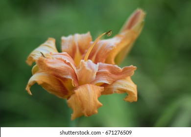 Tiger Lilly Image Stock Photo 671276509 | Shutterstock
