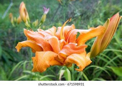 Tiger Lilly image