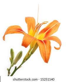 3,043 Tiger lilly leaves Images, Stock Photos & Vectors | Shutterstock